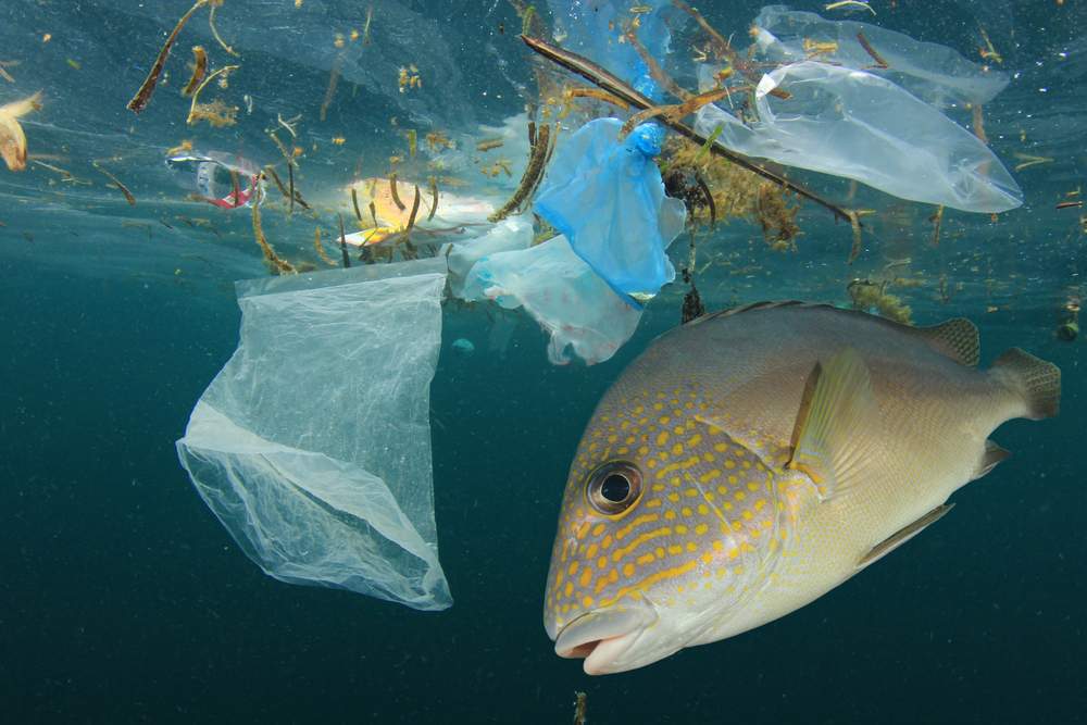 Ecosheet preventing plastic entering our oceans