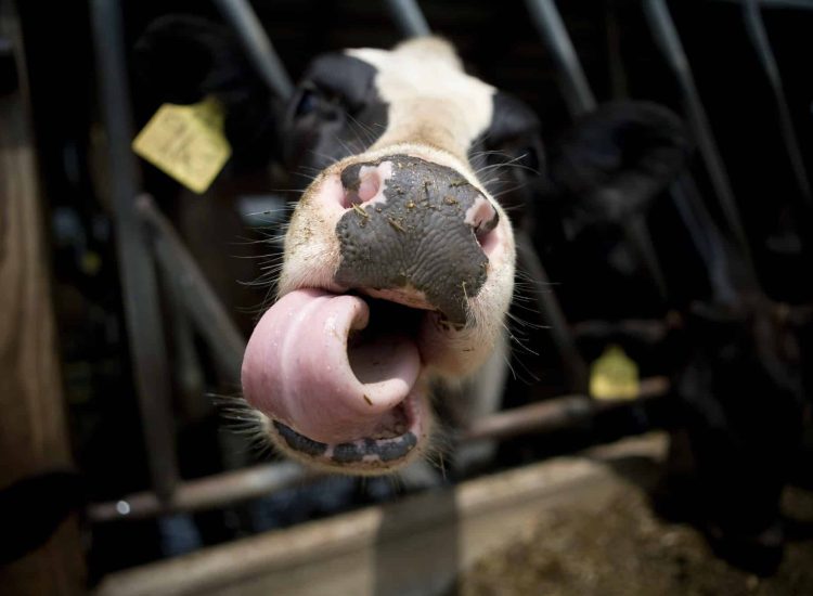 Close up of cow's nose and tongue